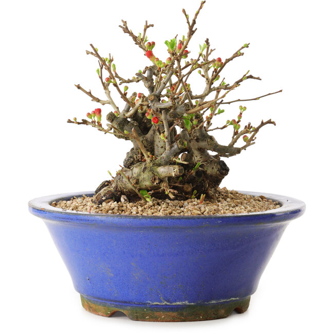 Chaenomeles speciosa, 17 cm, ± 20 Jahre alt