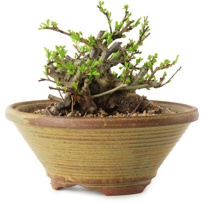 Chaenomeles speciosa, 12 cm, ± 20 years old