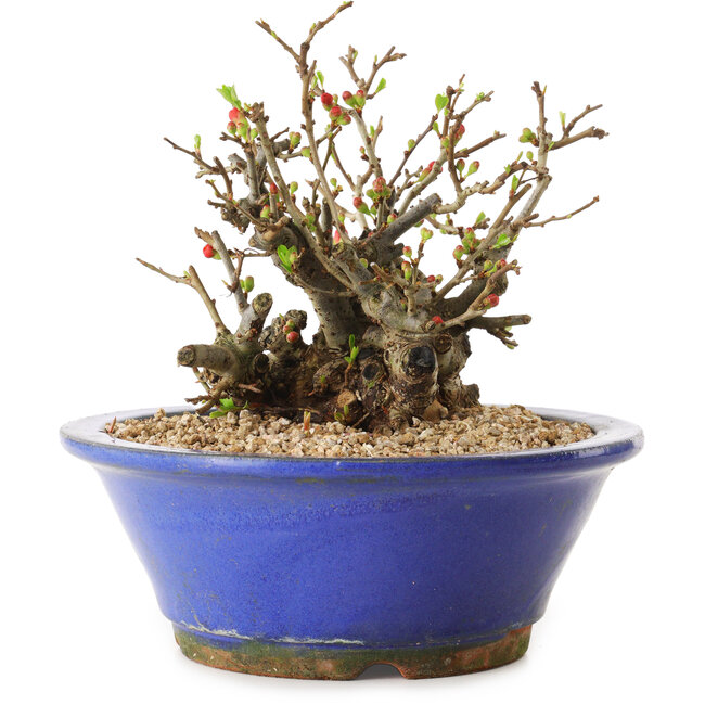 Chaenomeles speciosa, 17 cm, ± 20 ans