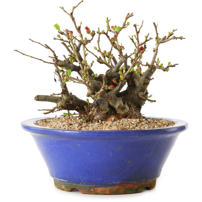 Chaenomeles speciosa, 17 cm, ± 20 years old