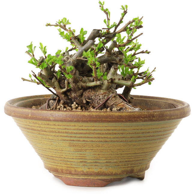 Chaenomeles speciosa, 12 cm, ± 20 anni