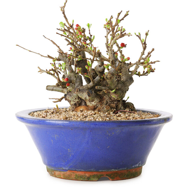 Chaenomeles speciosa, 17 cm, ± 20 jaar oud