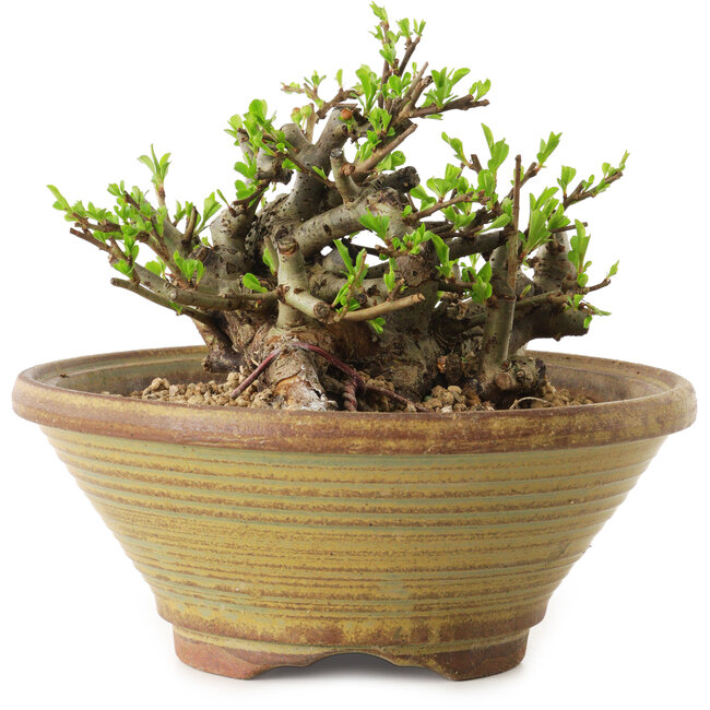 Chaenomeles speciosa, 12 cm, ± 20 ans