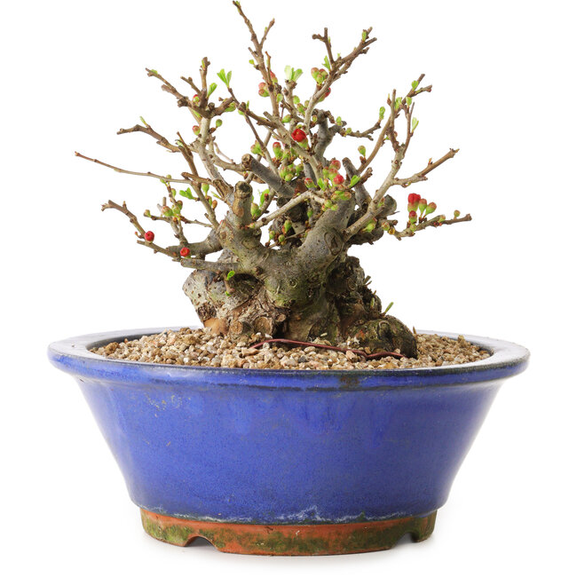 Chaenomeles speciosa, 17 cm, ± 20 años de edad