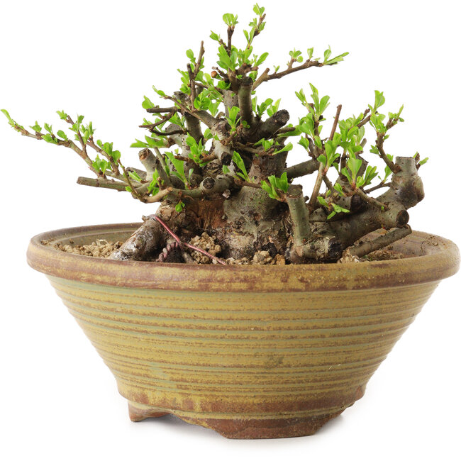 Chaenomeles speciosa, 12 cm, ± 20 anni