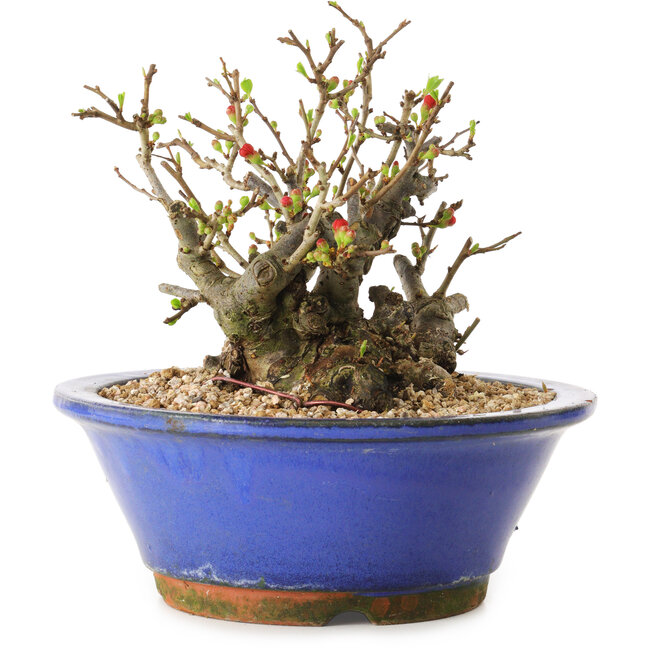 Chaenomeles speciosa, 17 cm, ± 20 jaar oud