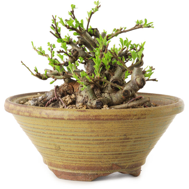 Chaenomeles speciosa, 12 cm, ± 20 jaar oud