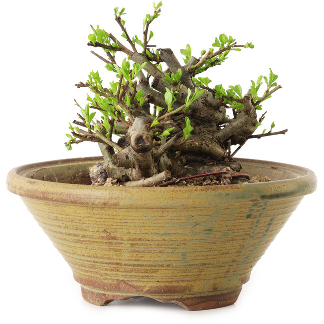 Chaenomeles speciosa, 12 cm, ± 20 anni