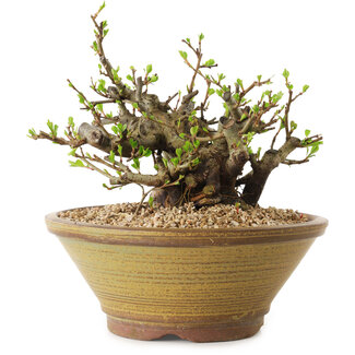 Chaenomeles speciosa, 14 cm, ± 20 años de edad