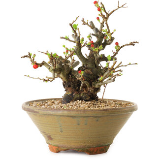 Chaenomeles speciosa, 20 cm, ± 20 jaar oud