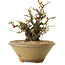 Chaenomeles speciosa, 20 cm, ± 20 Jahre alt