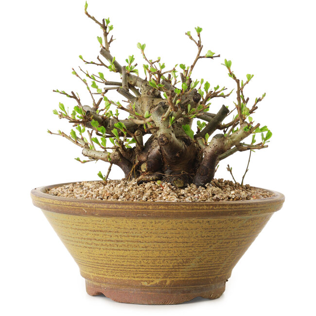 Chaenomeles speciosa, 14 cm, ± 20 ans