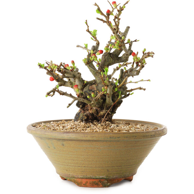 Chaenomeles speciosa, 20 cm, ± 20 jaar oud