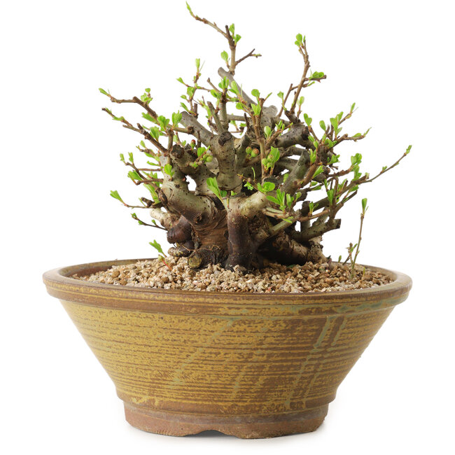 Chaenomeles speciosa, 14 cm, ± 20 Jahre alt