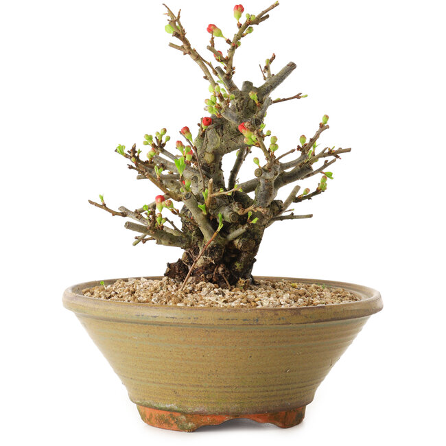Chaenomeles speciosa, 20 cm, ± 20 ans