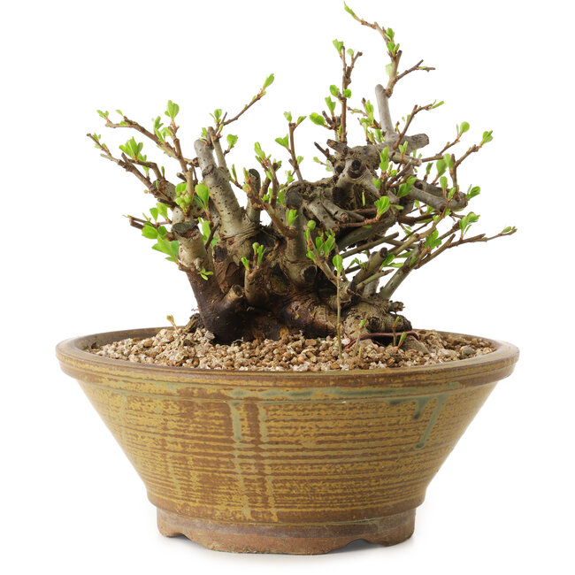 Chaenomeles speciosa, 14 cm, ± 20 jaar oud