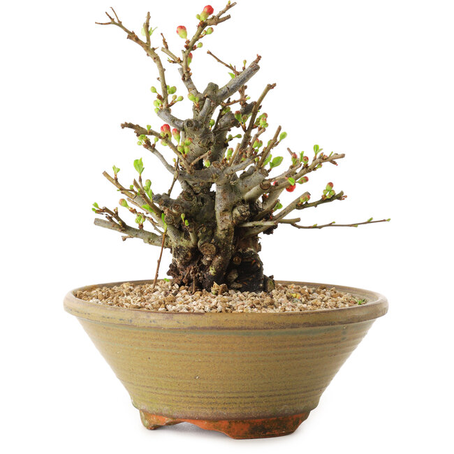 Chaenomeles speciosa, 20 cm, ± 20 years old