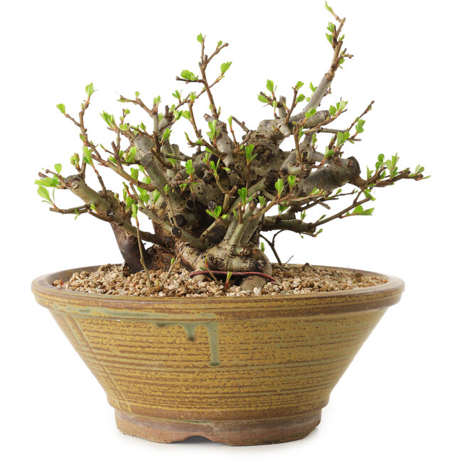 Chaenomeles speciosa, 14 cm, ± 20 jaar oud