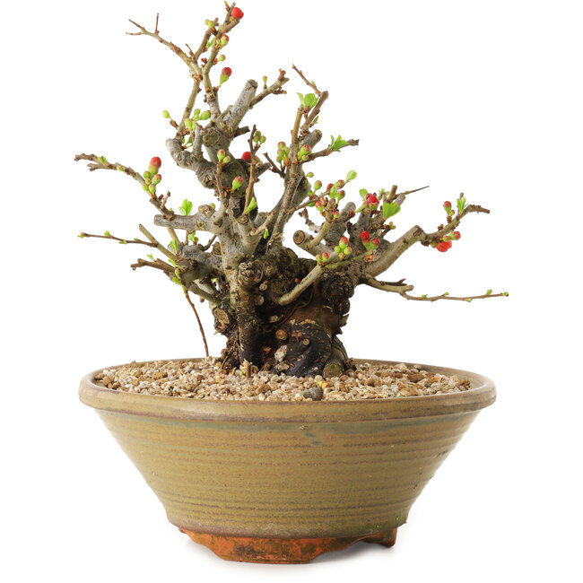 Chaenomeles speciosa, 20 cm, ± 20 Jahre alt