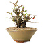 Chaenomeles speciosa, 20 cm, ± 20 ans