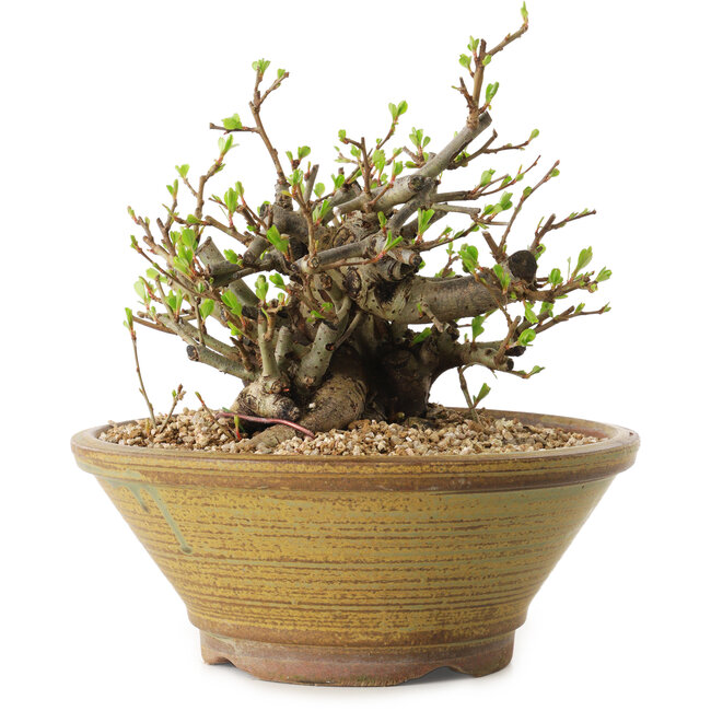 Chaenomeles speciosa, 14 cm, ± 20 years old