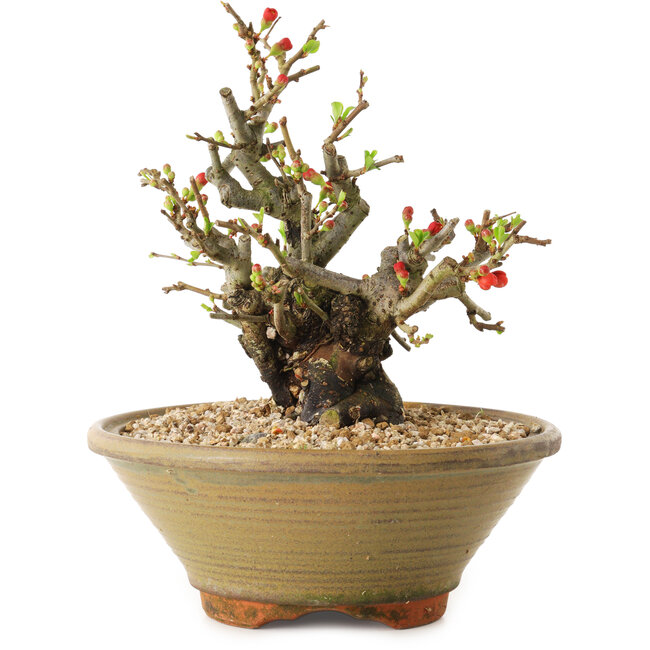 Chaenomeles speciosa, 20 cm, ± 20 anni