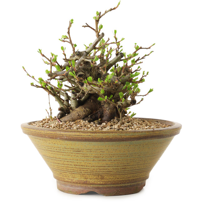 Chaenomeles speciosa, 14 cm, ± 20 años de edad