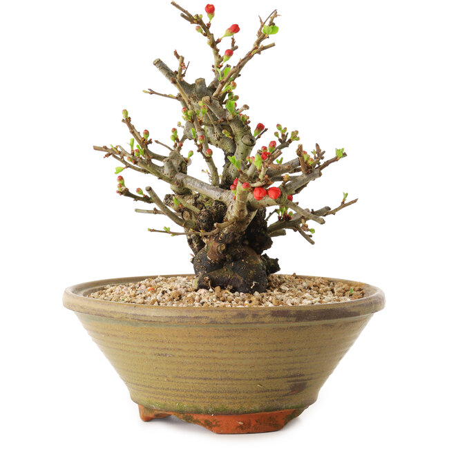 Chaenomeles speciosa, 20 cm, ± 20 años de edad