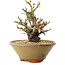 Chaenomeles speciosa, 20 cm, ± 20 years old