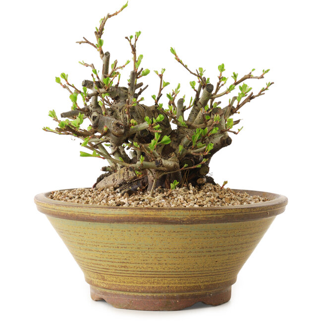 Chaenomeles speciosa, 14 cm, ± 20 ans