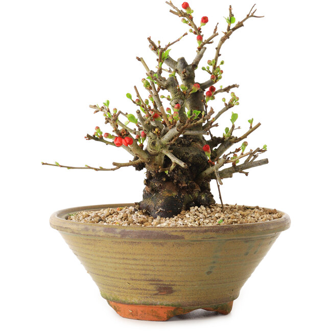 Chaenomeles speciosa, 20 cm, ± 20 anni