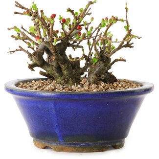Chaenomeles speciosa, 11 cm, ± 20 ans
