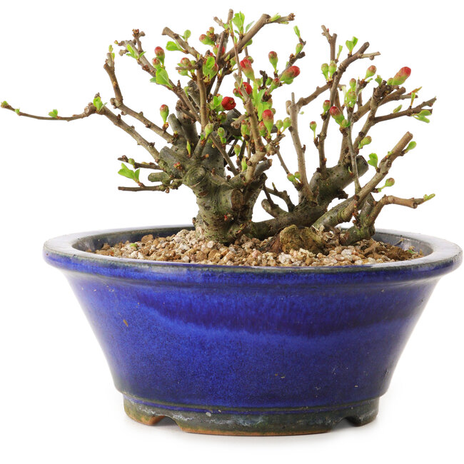 Chaenomeles speciosa, 11 cm, ± 20 years old