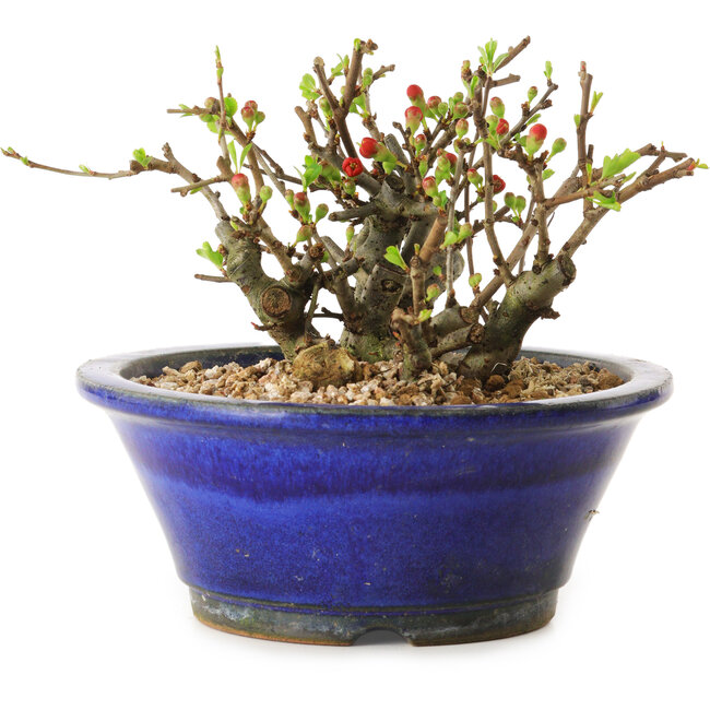 Chaenomeles speciosa, 11 cm, ± 20 anni
