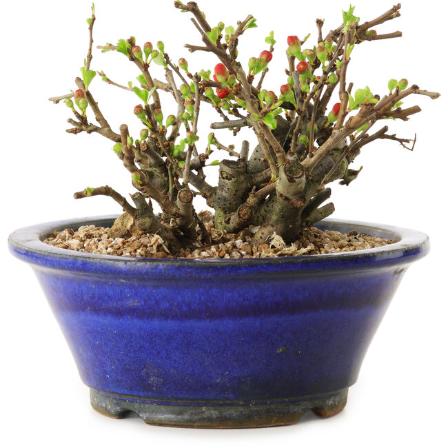 Chaenomeles speciosa, 11 cm, ± 20 years old