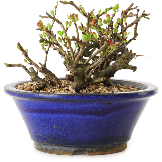 Chaenomeles speciosa, 11 cm, ± 20 years old