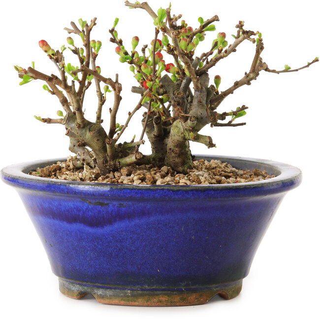 Chaenomeles speciosa, 11 cm, ± 20 ans