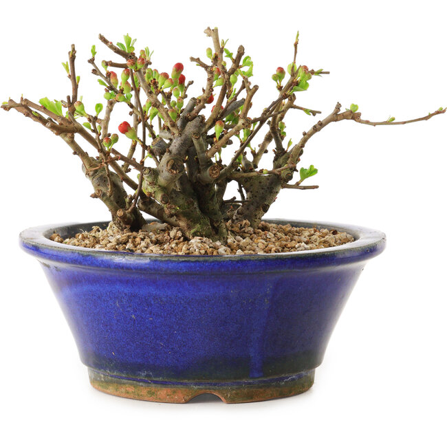 Chaenomeles speciosa, 11 cm, ± 20 jaar oud