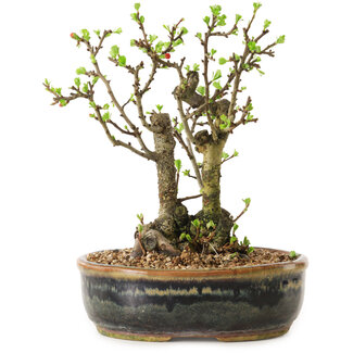 Chaenomeles speciosa, 21 cm, ± 20 ans