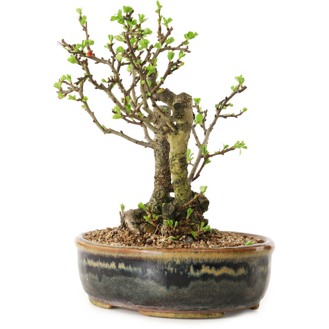 Chaenomeles speciosa, 21 cm, ± 20 anni di età