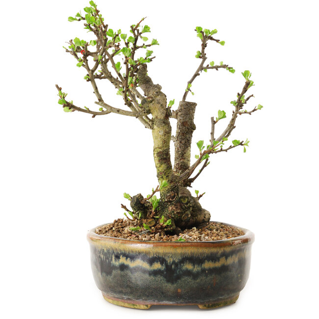Chaenomeles speciosa, 21 cm, ± 20 Jahre alt