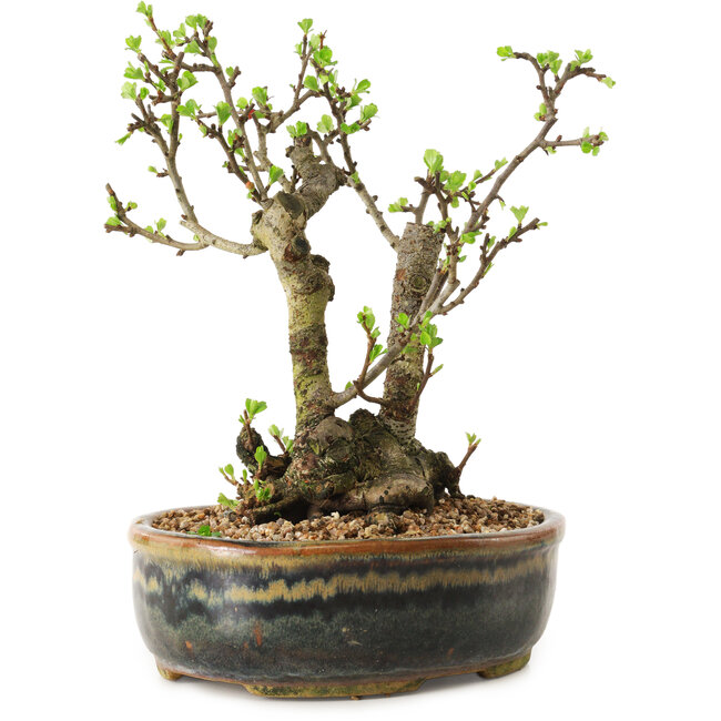 Chaenomeles speciosa, 21 cm, ± 20 años de edad