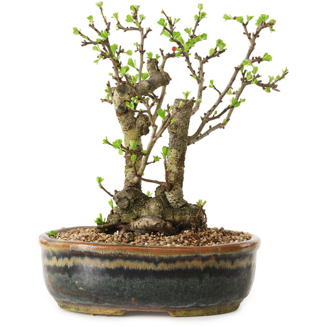 Chaenomeles speciosa, 21 cm, ± 20 anni di età