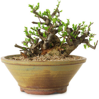 Chaenomeles speciosa, 14 cm, ± 20 anni