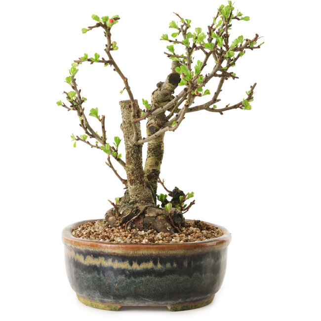 Chaenomeles speciosa, 21 cm, ± 20 Jahre alt