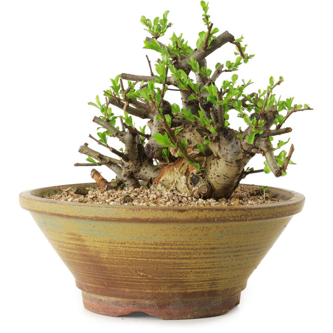 Chaenomeles speciosa, 14 cm, ± 20 años de edad