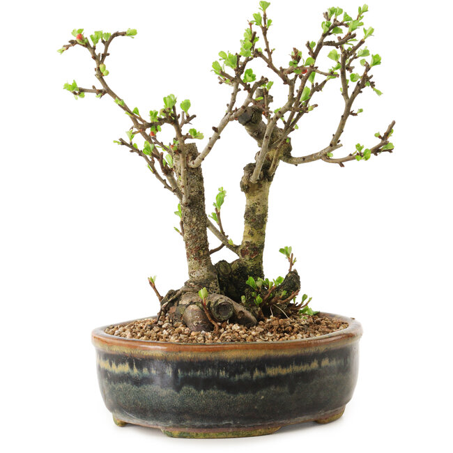 Chaenomeles speciosa, 21 cm, ± 20 years old