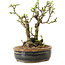Chaenomeles speciosa, 21 cm, ± 20 years old