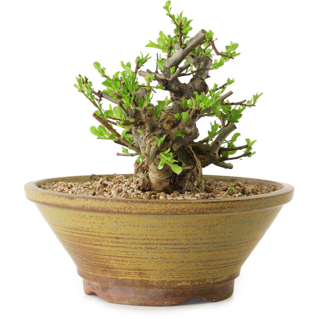 Chaenomeles speciosa, 14 cm, ± 20 years old