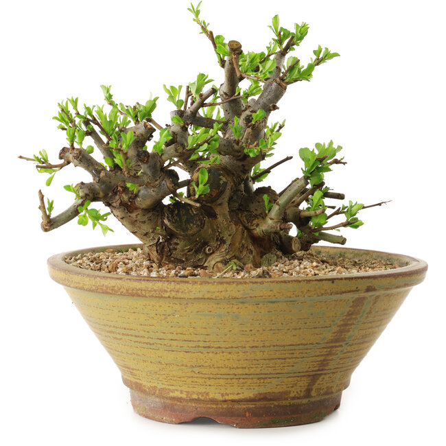 Chaenomeles speciosa, 14 cm, ± 20 years old